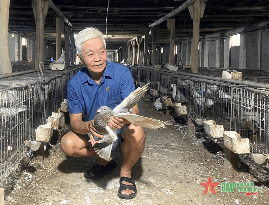 Cựu chiến binh Tô Anh Luật: Làm giàu từ mô hình nuôi chim bồ câu