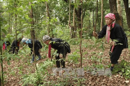 Hỏi-Đáp pháp luật: Dự án Phát triển kinh tế nông, lâm nghiệp bền vững gắn với bảo vệ rừng và nâng cao thu nhập cho người dân