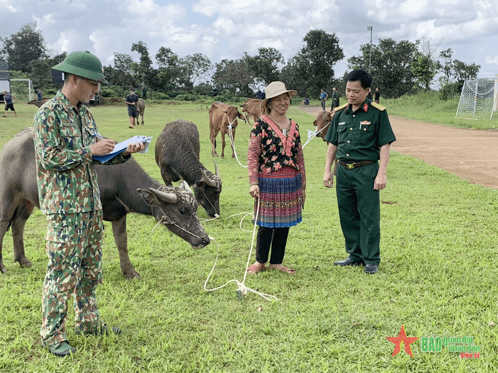Trung đoàn 720 (Binh đoàn 16) tặng trâu, bò giống cho 84 hộ dân xã Đắk Ngo