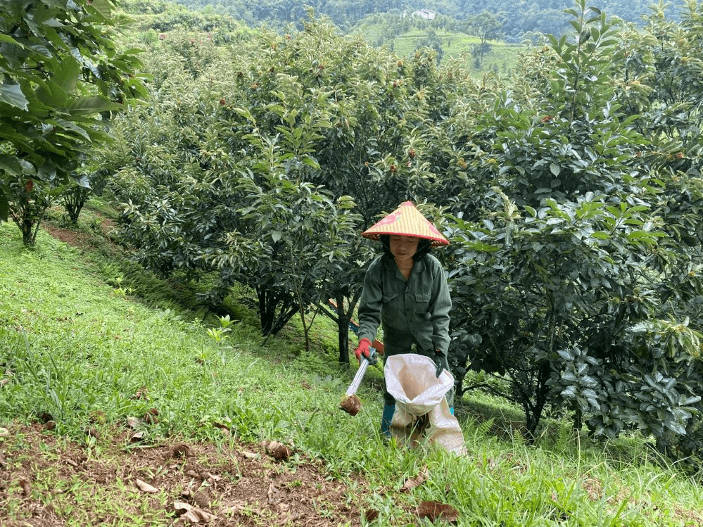 Hạt dẻ giúp người dân Ngân Sơn thoát nghèo