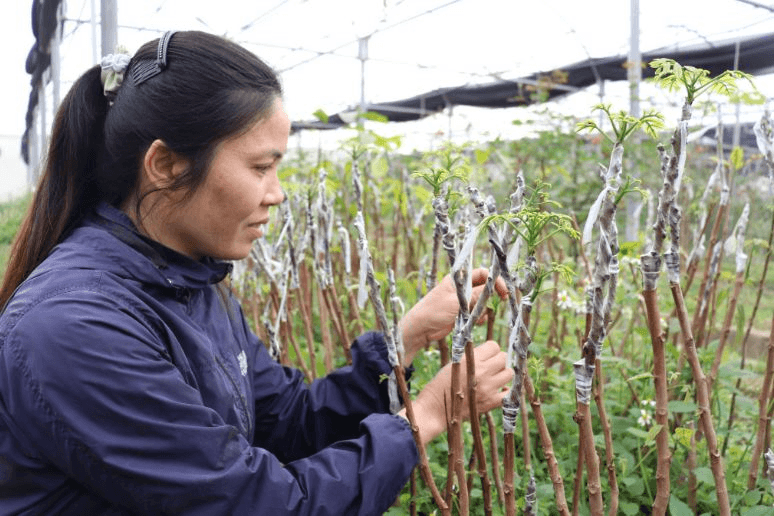Phát triển cây trám đen trên vùng đất trung du