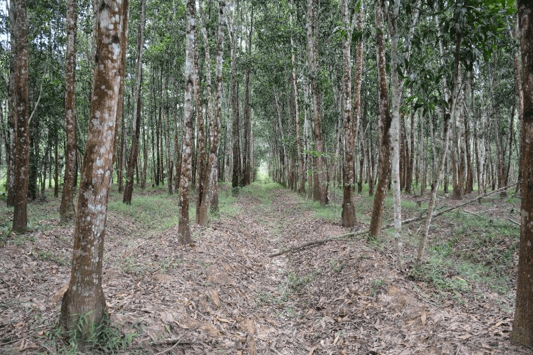 Đối thoại Chủ nhật: Tiềm năng bán tín chỉ carbon rừng của Việt Nam là rất lớn