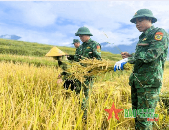 Đồn Biên phòng Tri Lễ giúp dân thu hoạch lúa chín