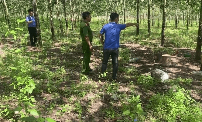Mâu thuẫn trong cạo mủ cao su, 2 anh em ruột đánh nhau thương vong