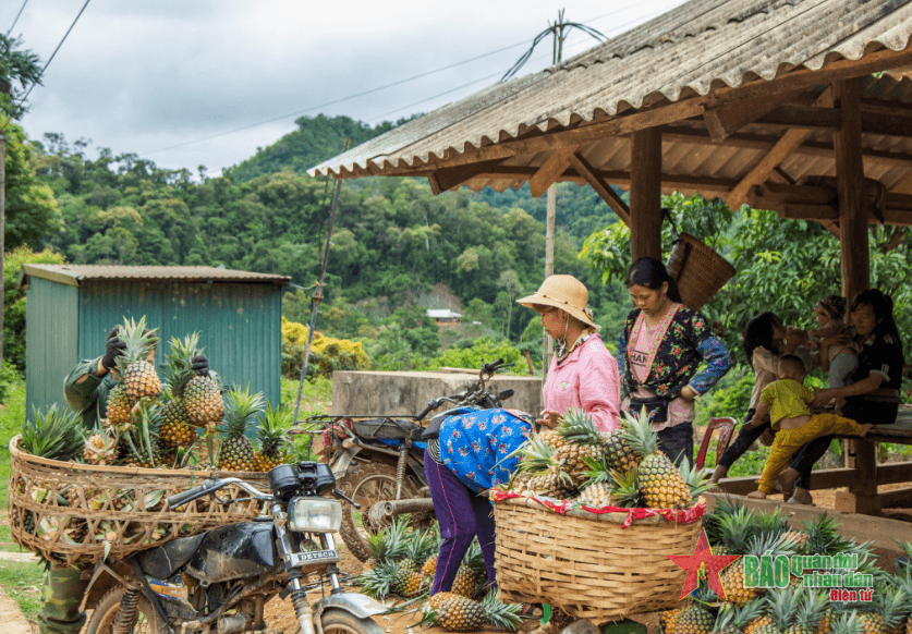 Cây dứa mật giúp bản vùng cao thoát nghèo