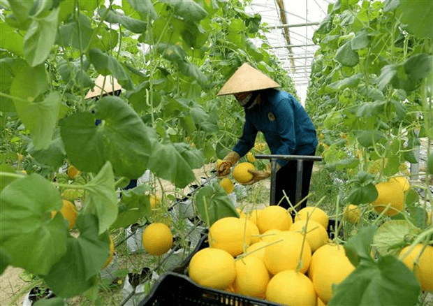 Hỏi-Đáp pháp luật: Điều kiện vay vốn của chính sách tín dụng ưu đãi hỗ trợ phát triển sản xuất theo chuỗi giá trị