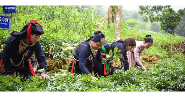 Hỏi-Đáp pháp luật: Đối tượng và thời hạn cho vay của chính sách tín dụng ưu đãi đầu tư, hỗ trợ vùng trồng dược liệu quý