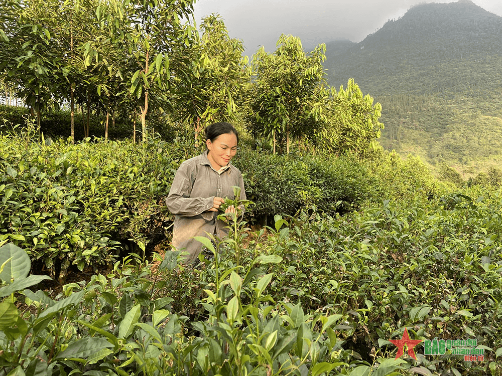 Lào Cai thực hiện bình đẳng giới và giải quyết những vấn đề cấp thiết đối với phụ nữ và trẻ em vùng đồng bào dân tộc thiểu số và miền núi giai đoạn 2021- 2030: Giúp phụ nữ vùng biên thoát nghèo