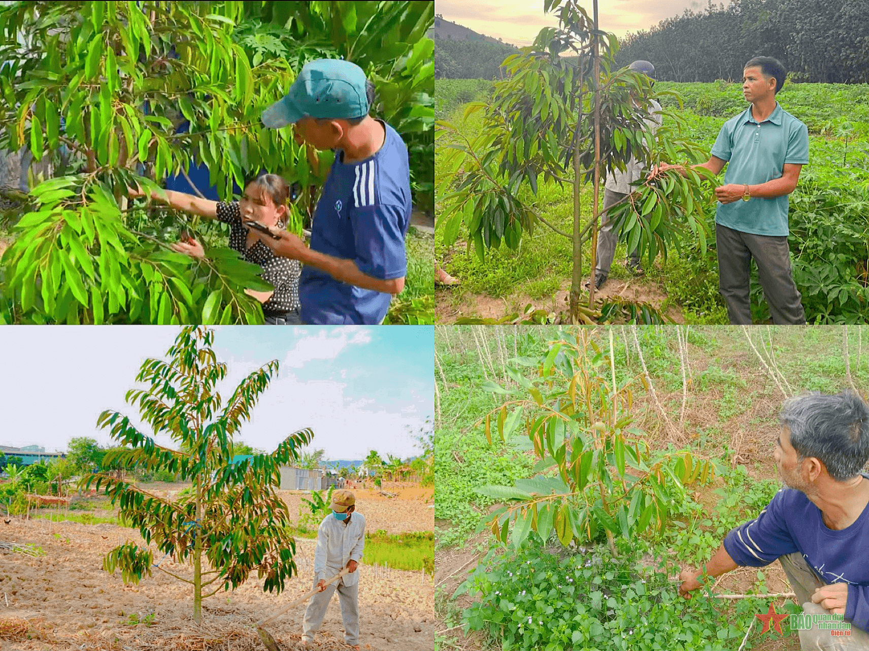 Cải tạo vườn tạp giúp đồng bào ở Rờ Kơi thoát nghèo bền vững