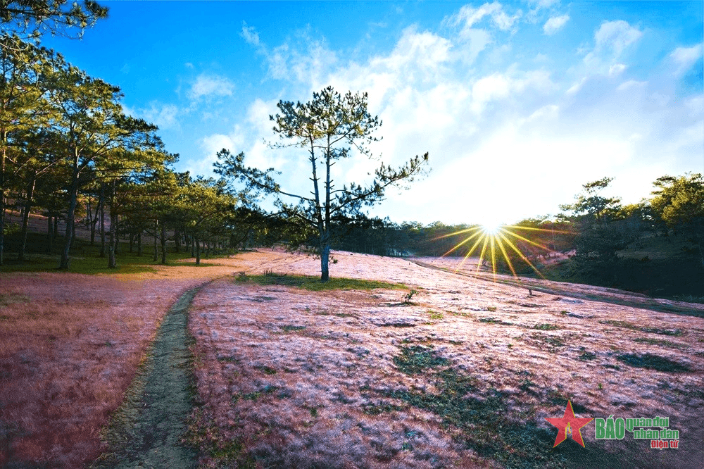 Tưng bừng mùa hội cỏ hồng trên cao nguyên Langbiang