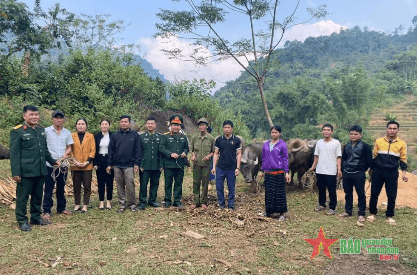 Đoàn Kinh tế-Quốc phòng 4 tổ chức cấp phát vật tư, bò giống cho bà con nghèo trong vùng dự án