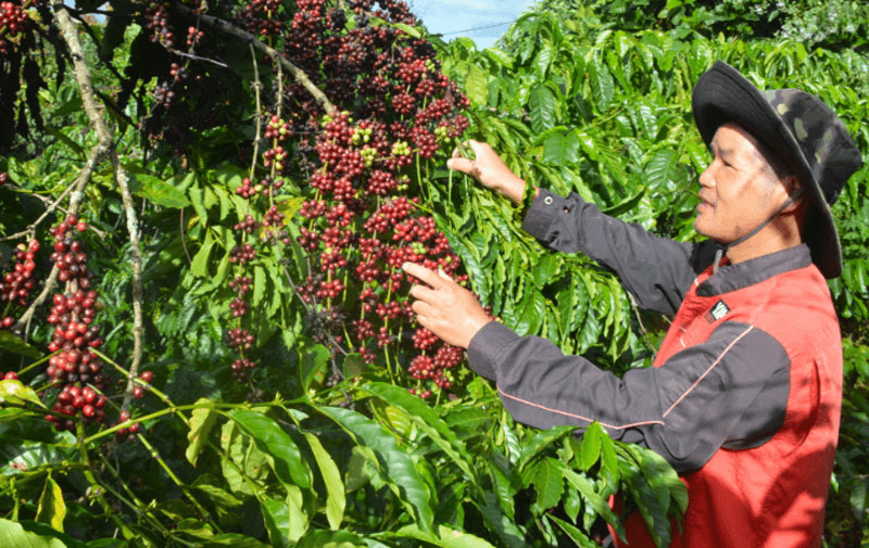 Nâng tầm giá trị cà phê Việt