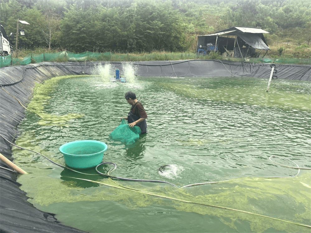 Xây dựng chỉ dẫn địa lý cho sản phẩm cá chình bông Phú Yên