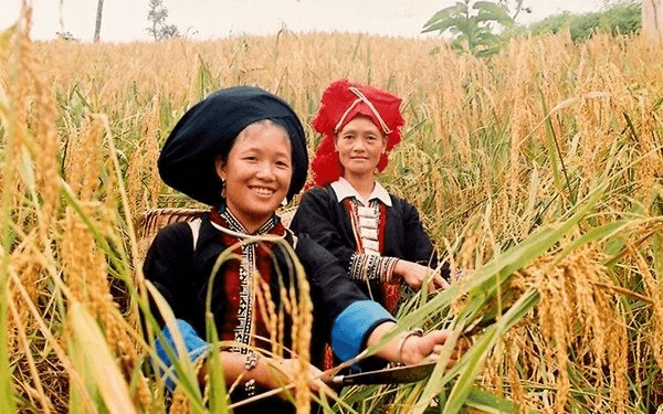 Hỏi-đáp pháp luật: Hỗ trợ bảo vệ và phát triển các dân tộc thiểu số có khó khăn đặc thù