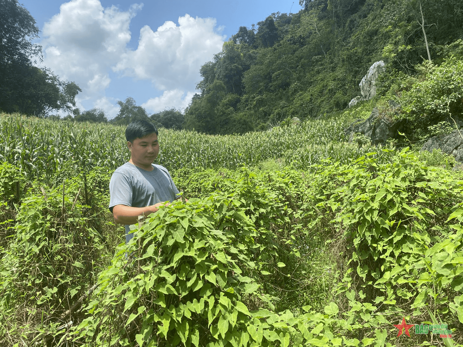 Bắc Kạn: Hỗ trợ phát triển vùng trồng dược liệu quý
