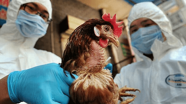 Ngăn chặn cúm gia cầm xâm nhập vào Việt Nam