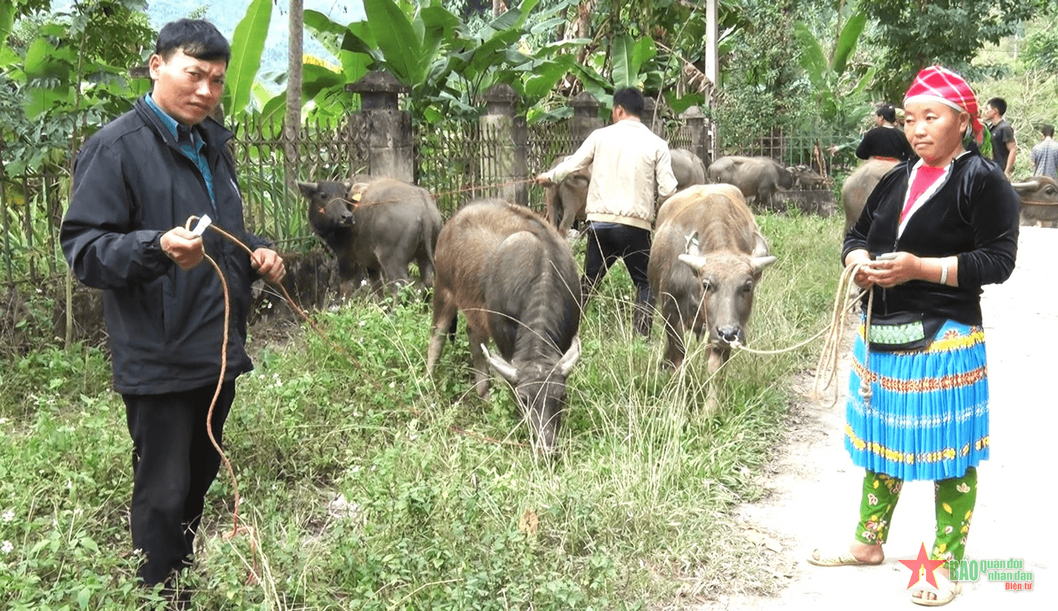 Đoàn Kinh tế-Quốc phòng 799 bàn giao trâu giống cho nhân dân huyện Bảo Lâm