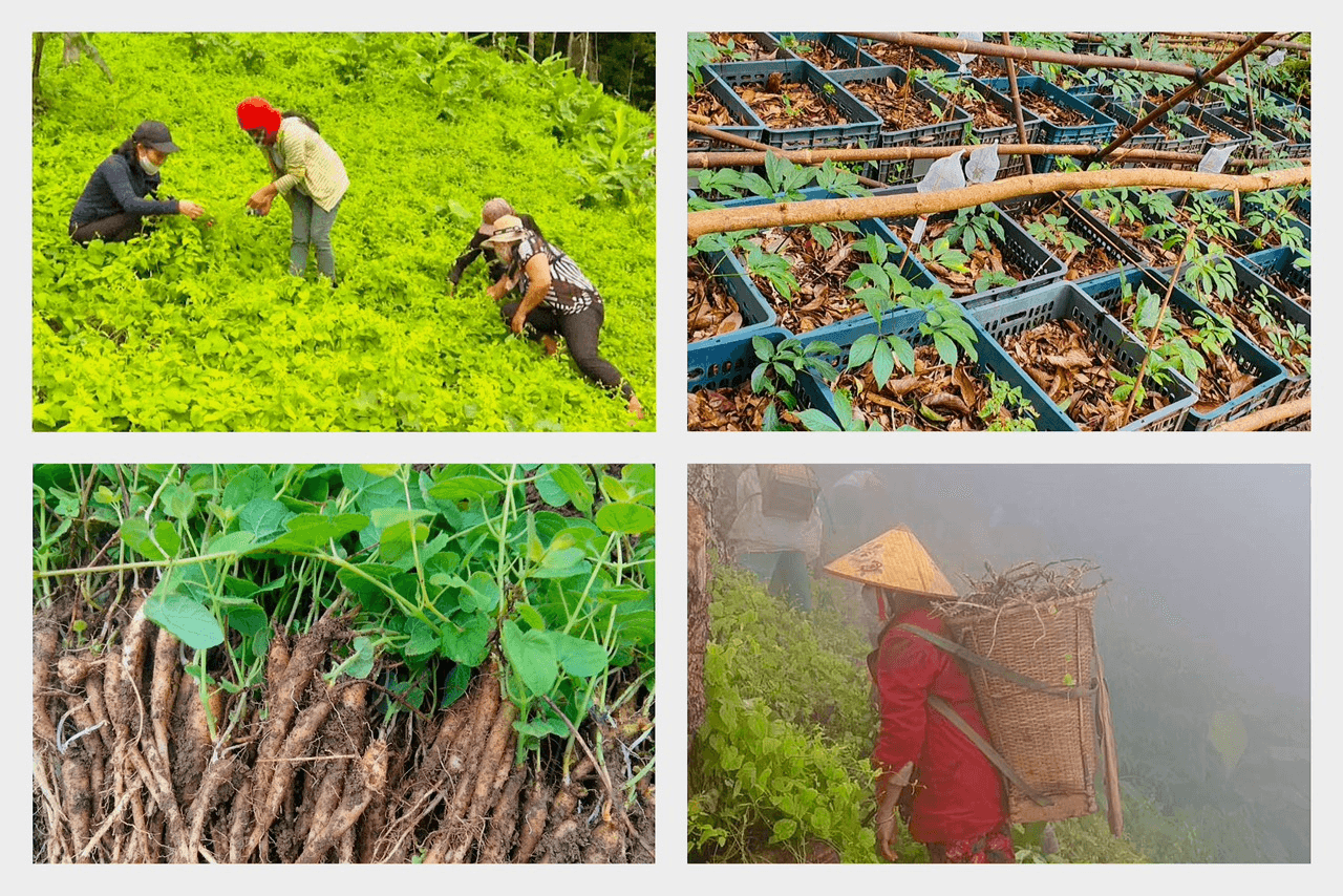 Đa dạng các mô hình sinh kế - giảm nghèo bền vững ở Đăk Plô