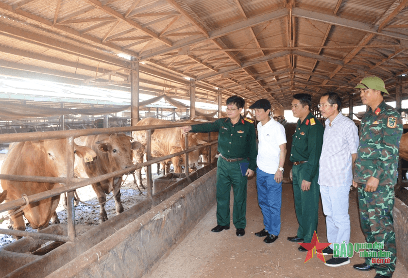 Hiệu quả từ quy mô chăn nuôi bò thịt chất lượng cao của Công ty 74