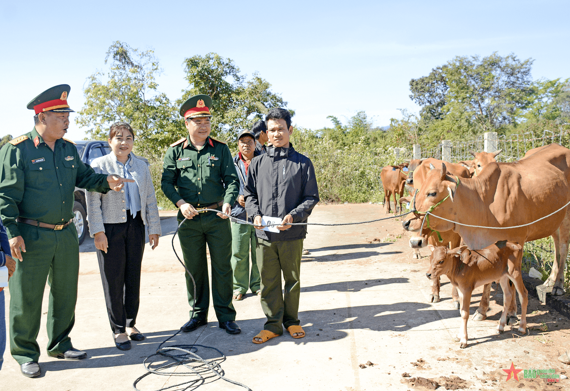 Đoàn Kinh tế - Quốc phòng 78 (Binh đoàn 15) trao 38 con bò giống sinh sản cho người dân
