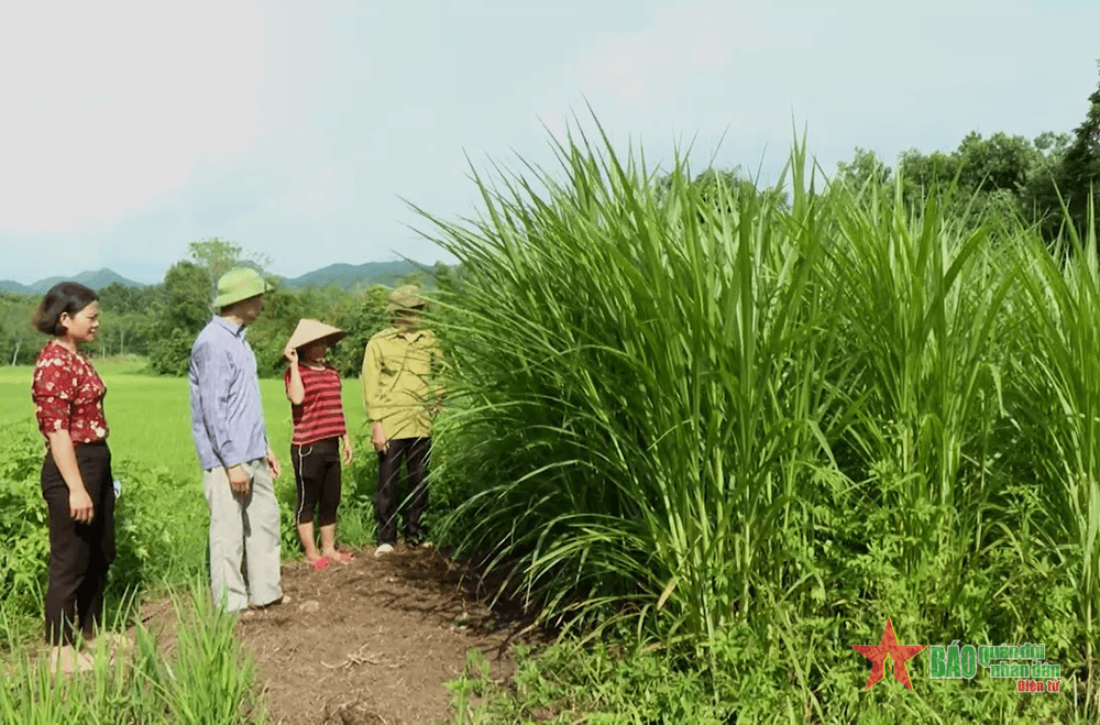 Hà Giang: Dự án 3 góp phần tạo sinh kế cho đồng bào dân tộc thiểu số theo chuỗi giá trị