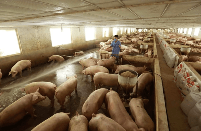Giá lợn hơi ngày 28-12: Biến động