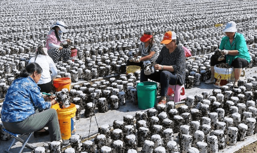 Cây mộc nhĩ giúp xóa nghèo ở vùng cao Trung Quốc