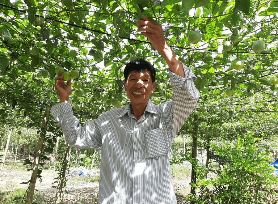 Cựu chiến binh làm giàu từ cây chanh leo