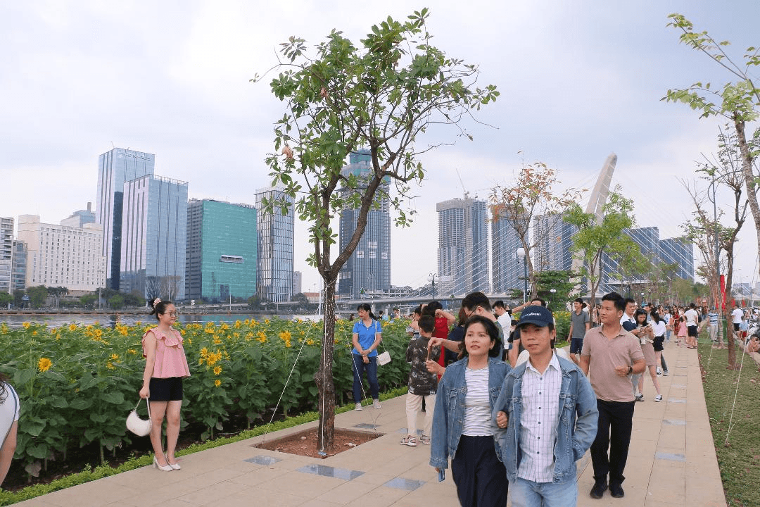 Sắc hoa hướng dương bên sông Sài Gòn