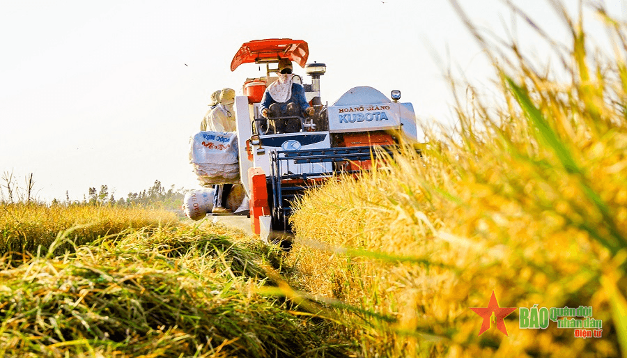 Hành trình hạt gạo Việt Nam