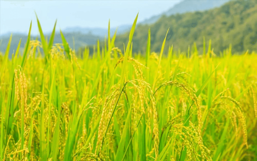 Giá lúa gạo hôm nay (28-1): Trầm lắng