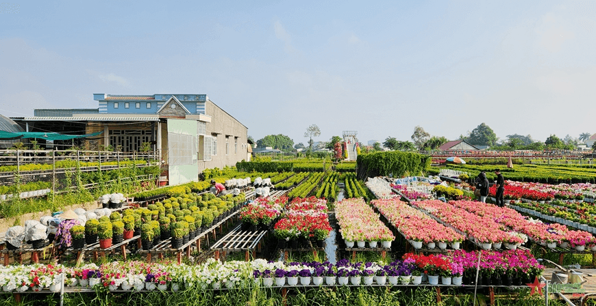 Đồng Tháp: Làng hoa Sa Đéc rộn ràng vào Tết