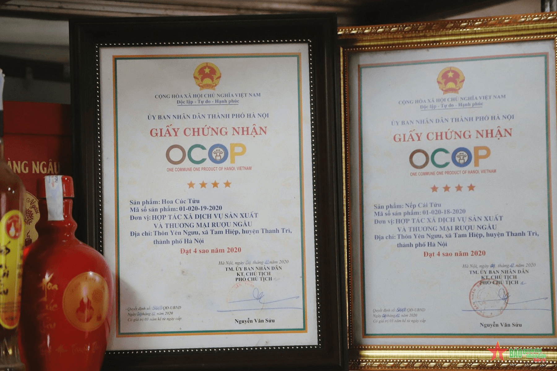 Gìn giữ nét độc đáo rượu cúc làng Ngâu
