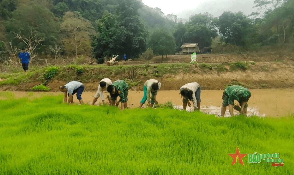 Cán bộ, chiến sĩ đồn Biên phòng Mường Ải giúp dân cấy lúa