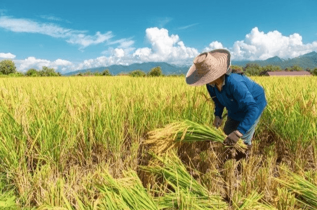 Giá lúa gạo hôm nay (1-3): Tăng nhẹ tại các vùng, miền