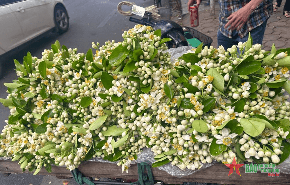 Ngọt ngào hoa bưởi tháng Ba