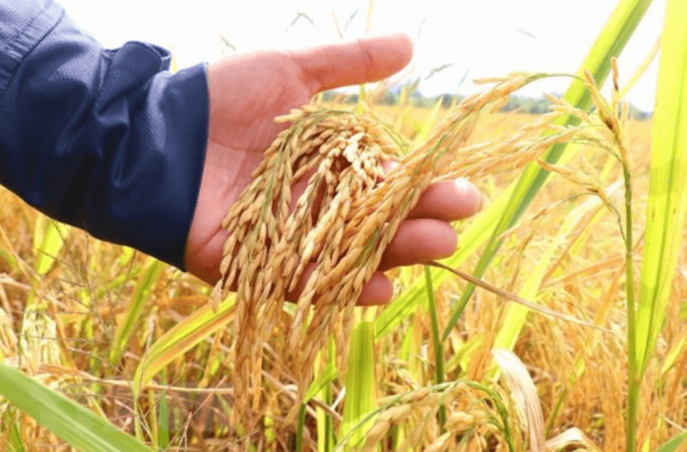 Giá lúa gạo hôm nay (5-3): Điều chỉnh tăng với lúa nếp