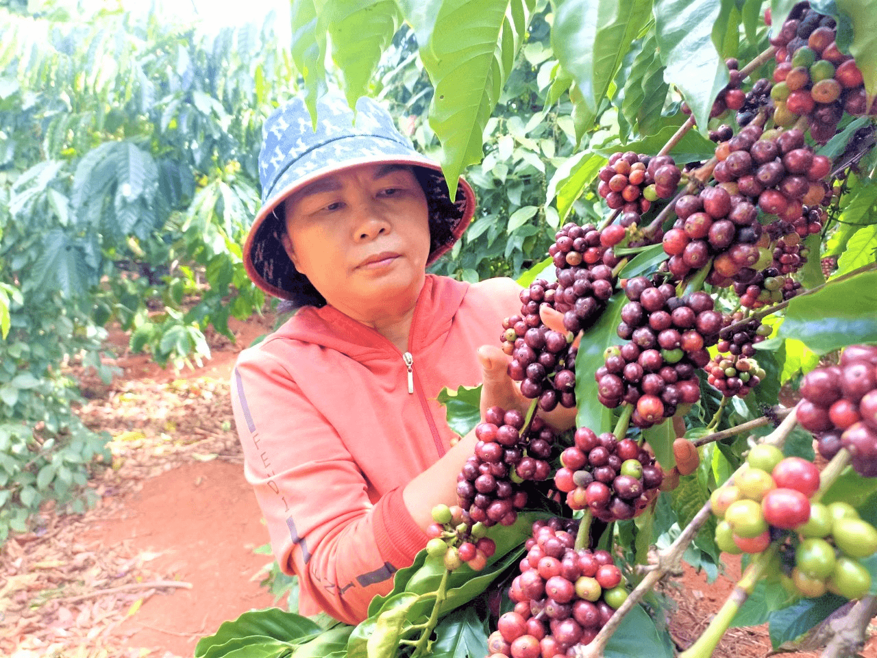 Thư về tòa soạn: Làm giàu từ cây cà phê
