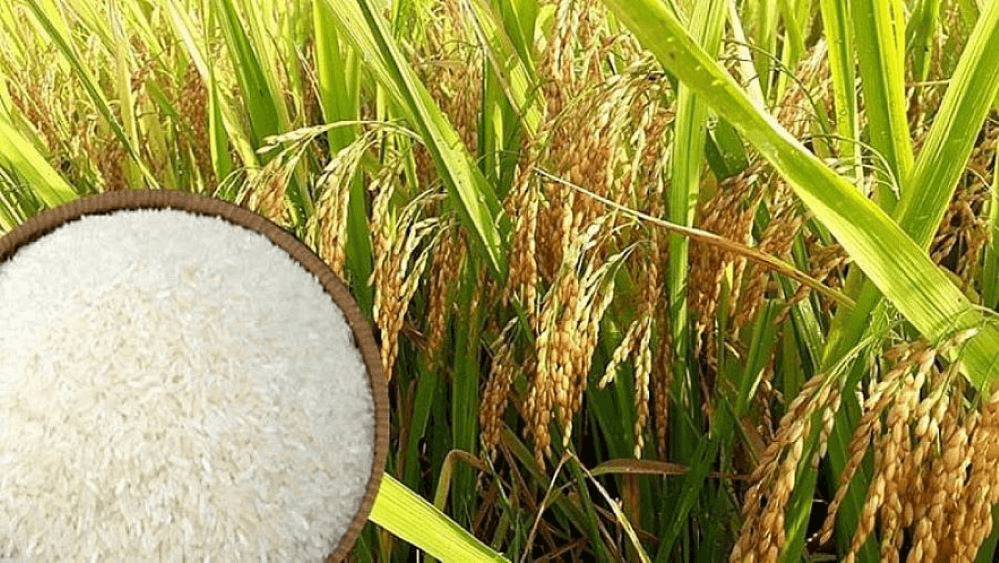 Giá lúa gạo hôm nay (7-3): Các chợ lẻ giá gạo quay đầu giảm