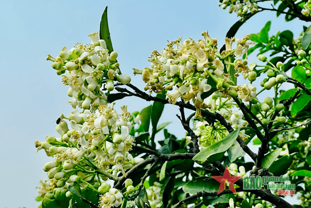 Nao lòng hương bưởi tháng Ba