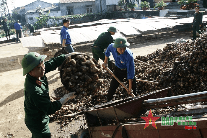 Cây xóa nghèo của đồng bào Kỳ Sơn