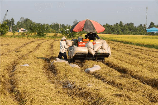 Giá lúa gạo hôm nay (ngày 10-3): Không có biến động