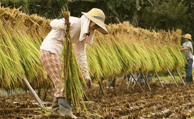 Giá lúa gạo hôm nay (16-3): Duy trì ổn định