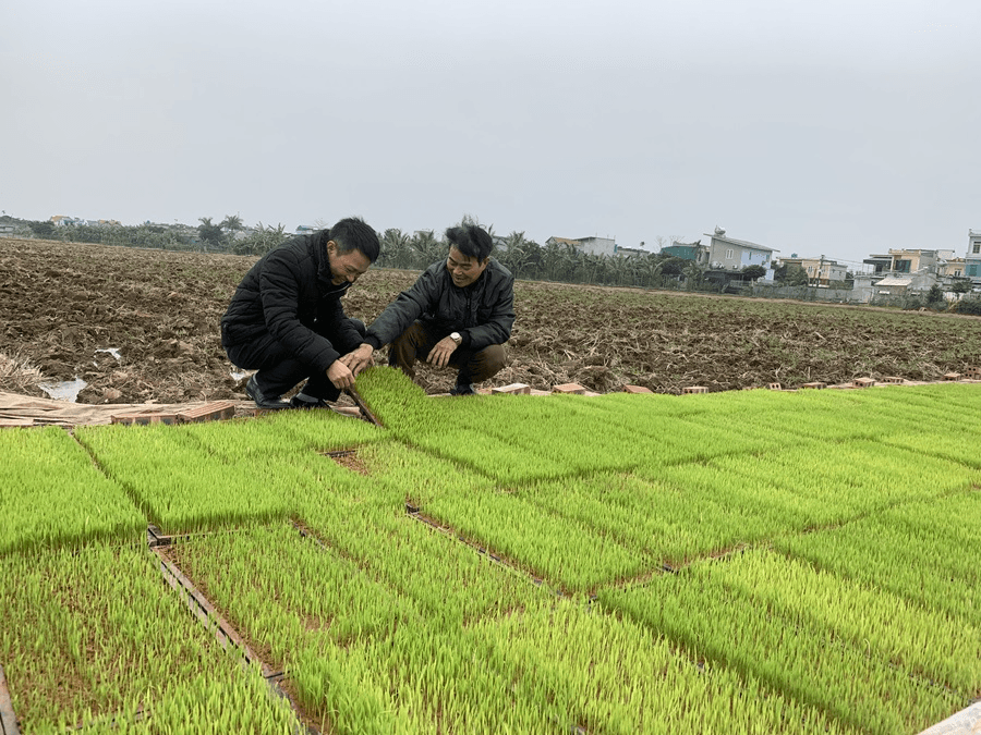 Tích tụ, tập trung đất nông nghiệp tại Thái Bình: Quả ngọt và những vấn đề đặt ra - Bài 3: Tạo bước đệm vững chắc cho tái cơ cấu nông nghiệp (Tiếp theo và hết)
