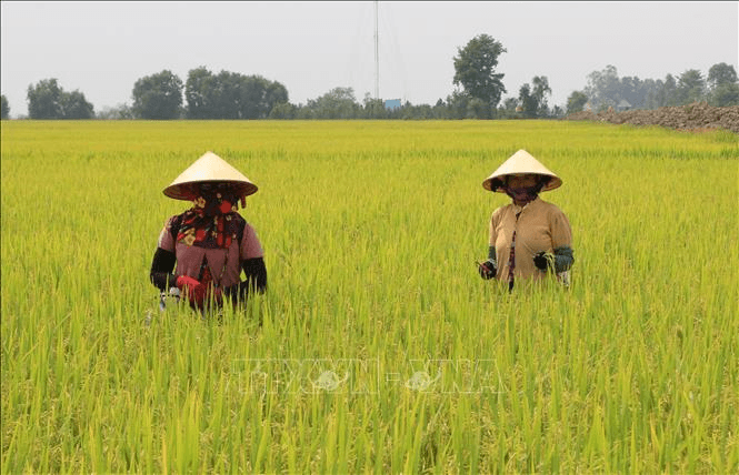 Giá lúa gạo hôm nay (21-3): Giảm nhẹ