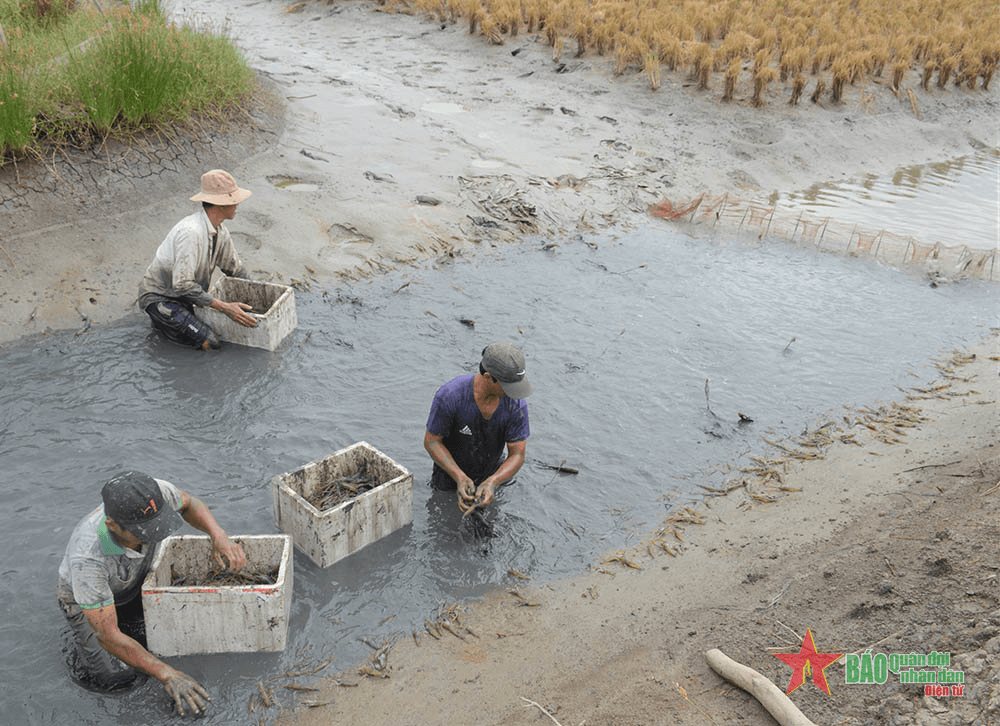 Đồng bằng sông Cửu Long: Cần giải pháp mới cho nông nghiệp thuận thiên