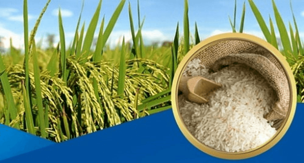 Giá lúa gạo hôm nay (28-3): Giá gạo tiếp đà giảm