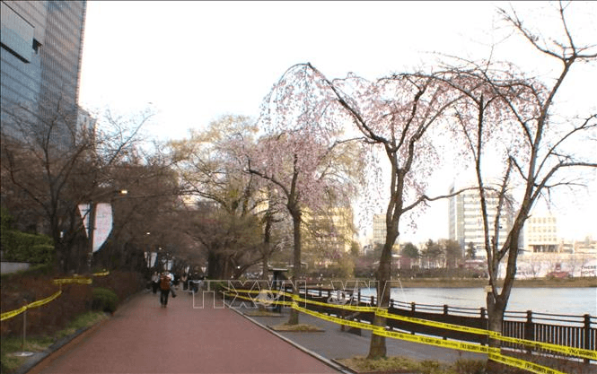 Rực rỡ lễ hội hoa anh đào tại thủ đô Seoul