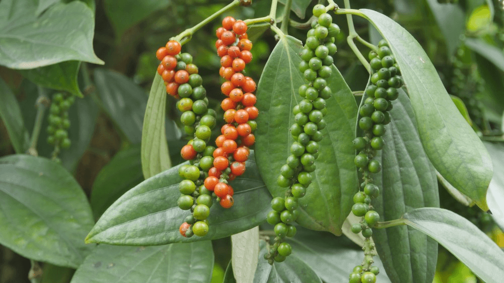 Giá hồ tiêu đồng loạt giảm