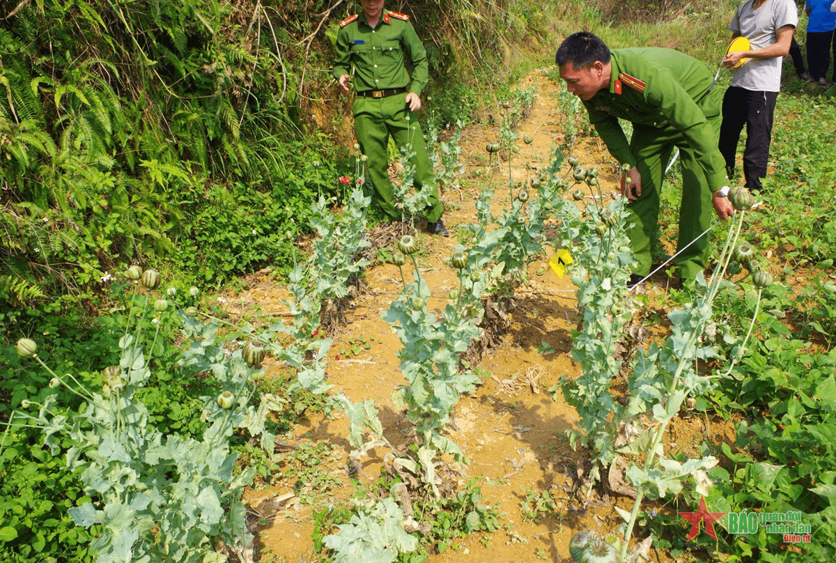 Hà Giang: Bắt đối tượng trồng và sản xuất trái phép chất ma túy